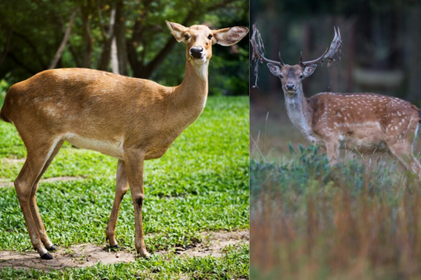 deer out of garden