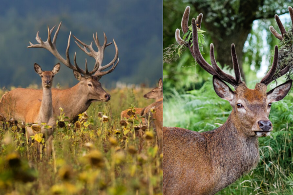 How to keep deer out of garden at night naturally